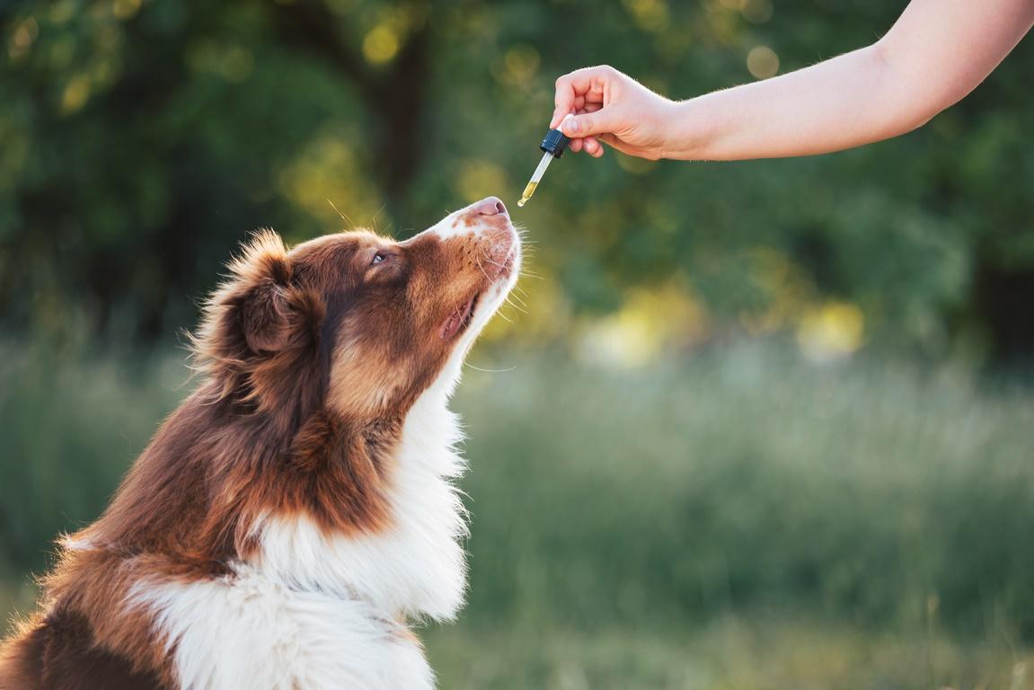CBD Dosage for Dogs with Anxiety and Stress